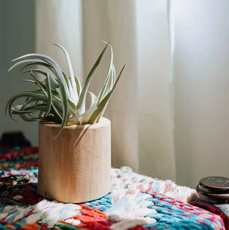 1765997918014-441187670.webp تیلاندسیا هاراسی "گیاهان آپارتمانی لوکس"