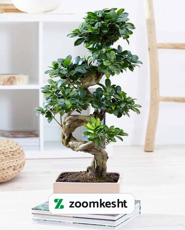 1765997919085-845392692.webp Ficus Ginseng Bonsai "گیاهان آپارتمانی لوکس"
