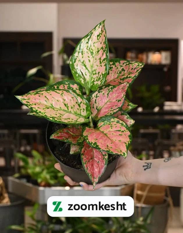 1765997920109-63821163.webp آگلونما دو رنگ "گیاهان آپارتمانی لوکس"