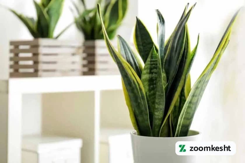 1765997921120-882717152.webp 1765997921120-882717152.webp