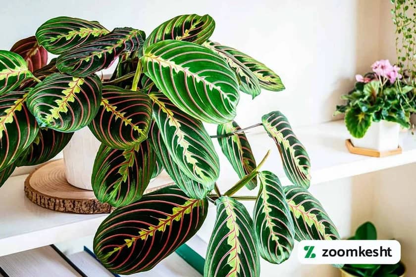 1765997922230-874274872.webp مارانتا لوکونورا