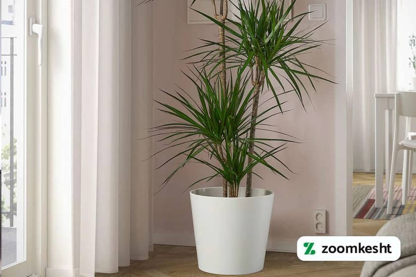 1765997923786-214475636.webp دراسنا مارجیناتا "گیاهان آپارتمانی لوکس"