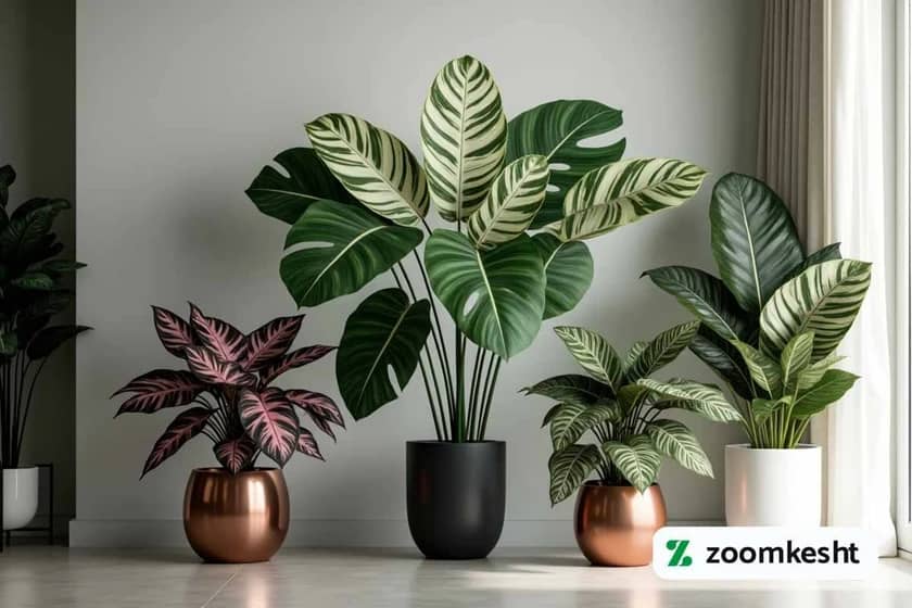 1765997924985-712096616.webp 1765997924985-712096616.webp