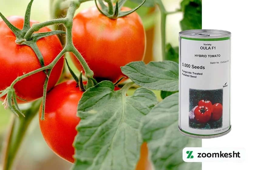 1765998400984-388398757.webp 1765998400984-388398757.webp