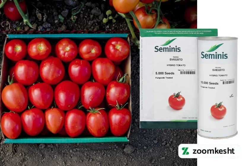 1765998403020-590676736.webp 1765998403020-590676736.webp