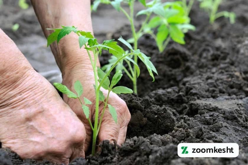 1765998404184-66754567.webp 1765998404184-66754567.webp