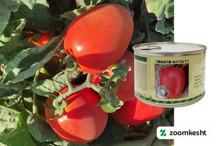 1765998406314-351377147.webp بذر گوجه فرنگی متین