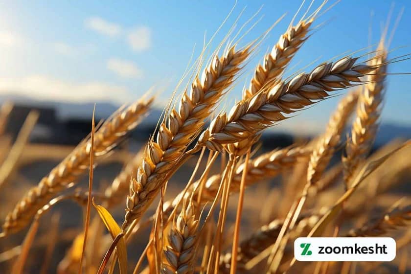 1765998416914-503723582.webp بهترین بذر جو