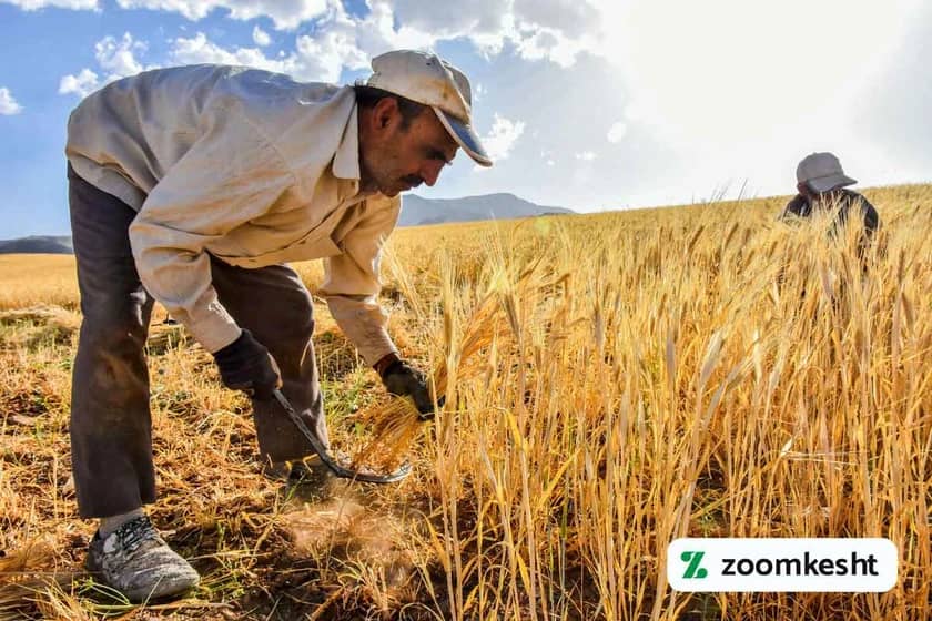 1765998420420-575299159.webp بهترین بذر جو