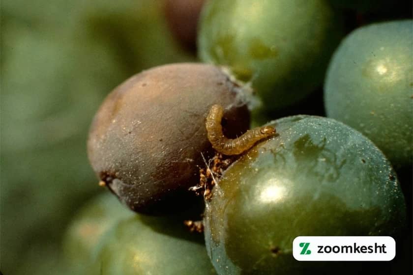 1765998450720-357354674.webp کرم خوشه خوار انگور