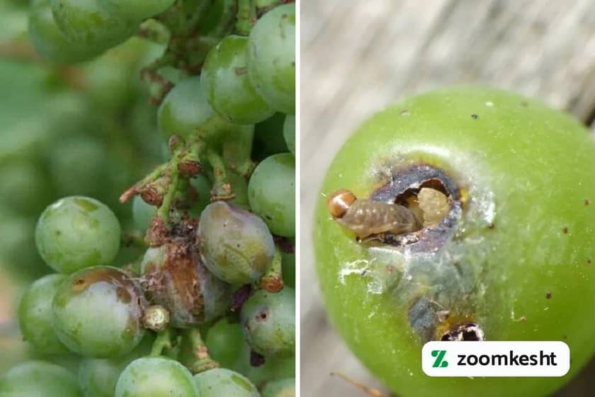 1765998452109-390387291.webp 1765998452109-390387291.webp