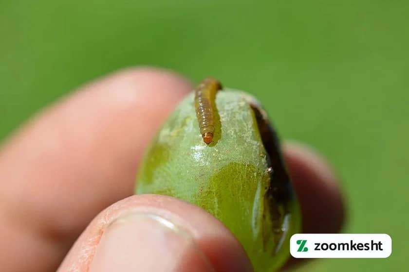 1765998453322-468479790.webp کرم خوشه خوار انگور