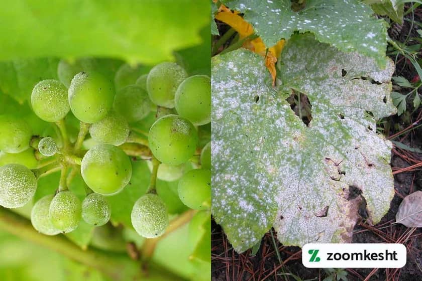 1765998488218-391661484.webp سفیدک پودری انگور