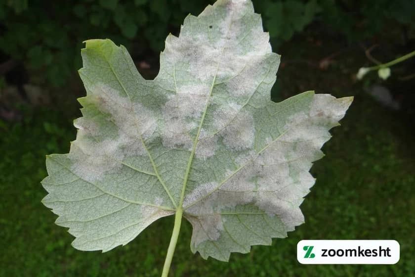 1765998489512-21271799.webp سفیدک داخلی یا دروغین انگور