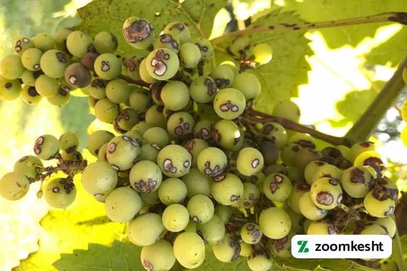 1765998490620-61556868.webp آنتراکنوز مو انگور