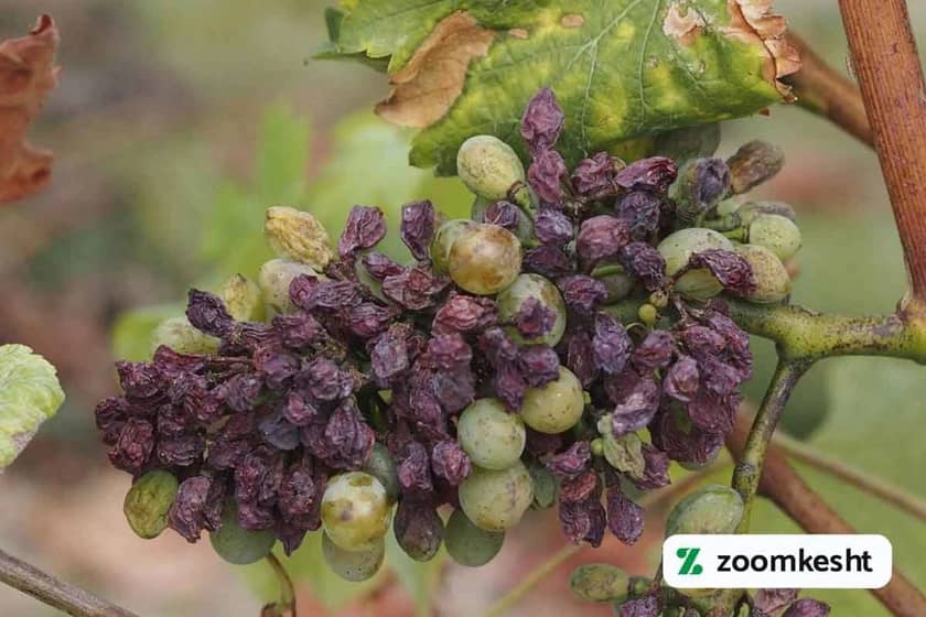 1765998491816-952685711.webp پوسیدگی سیاه انگور