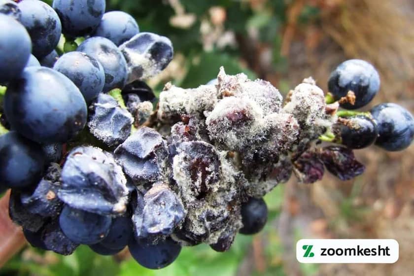 1765998492984-991824151.webp پوسیدگی خاکستری انگور