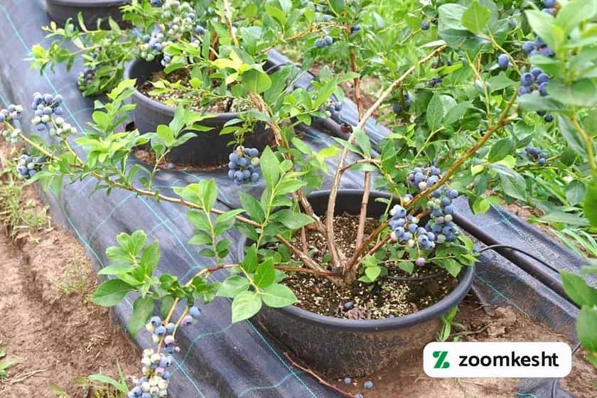 1765998582526-158766574.webp کاشت بلوبری در گلدان