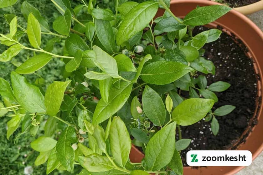 1765998585115-448637712.webp کاشت بلوبری