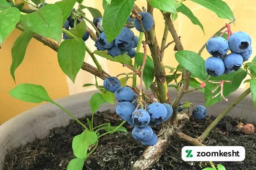 1765998586417-230247017.webp 1765998586417-230247017.webp