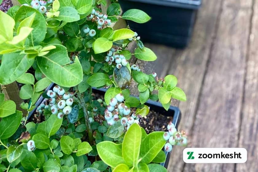 1765998587684-110480229.webp کاشت بلوبری در گلدان