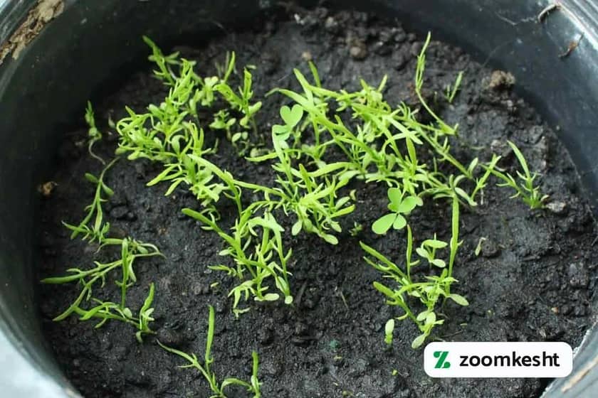 1765998632817-182794511.webp کاشت بابونه