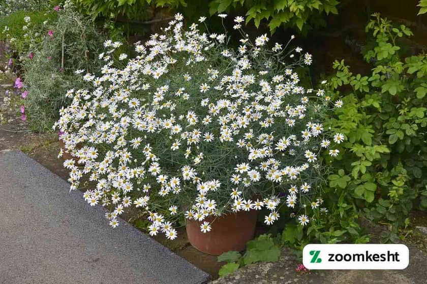 1765998635719-78800177.webp کاشت بابونه