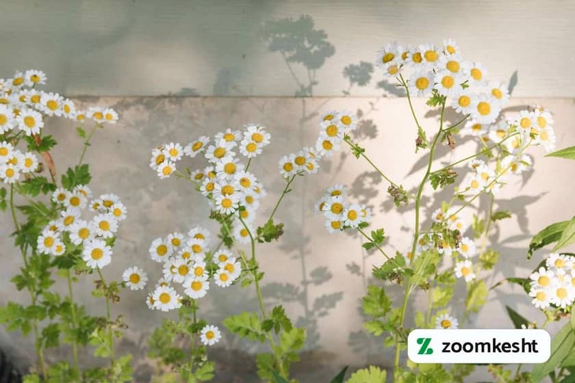 1765998637285-690275338.webp 1765998637285-690275338.webp