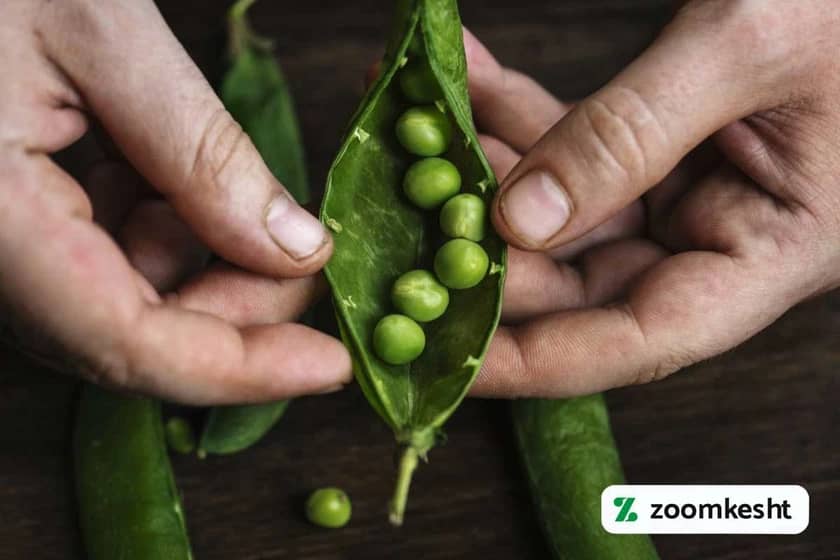 1765998685626-710190596.webp انواع نخود