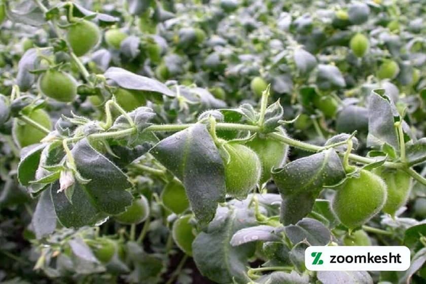 1765998687985-624448198.webp کاشت نخود