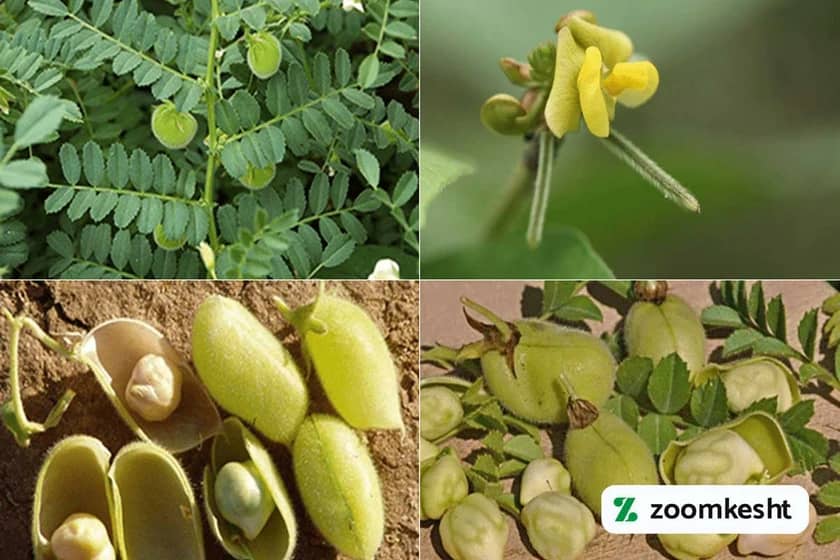 1765998689226-419237014.webp کاشت نخود