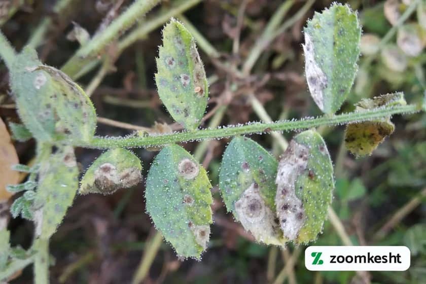 1765998691517-577931491.webp قارچ برق زدگی نخوه