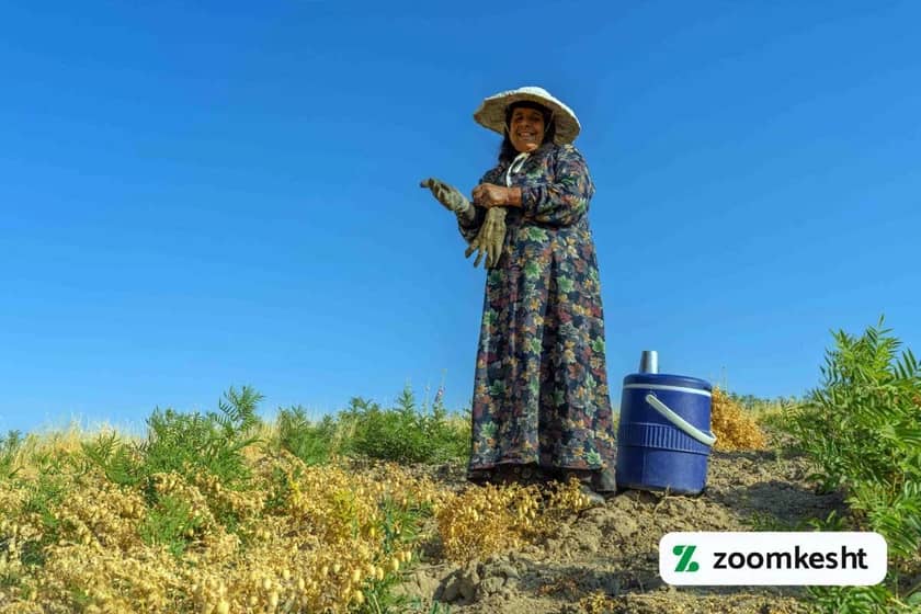 1765998692726-981701274.webp برداشت نخود