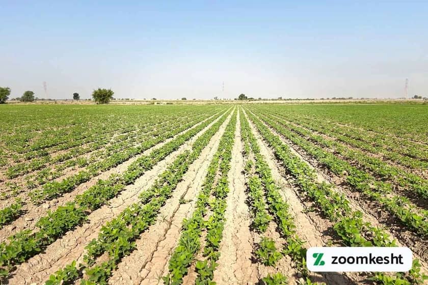 1765998695422-562102659.webp آماده سازی زمین برای کاشت سویا