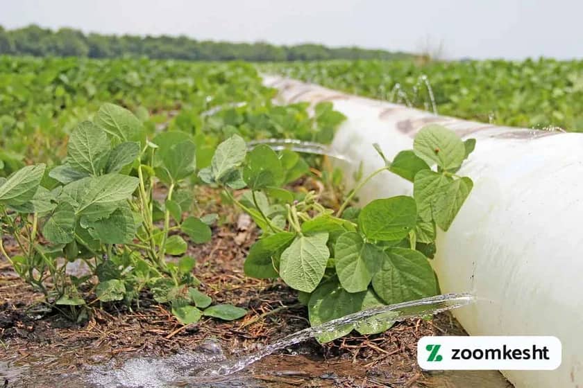 1765998701720-261973482.webp آبیاری سویا