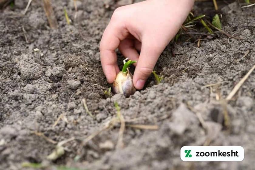 1765998749023-803101862.webp آبیاری سیر