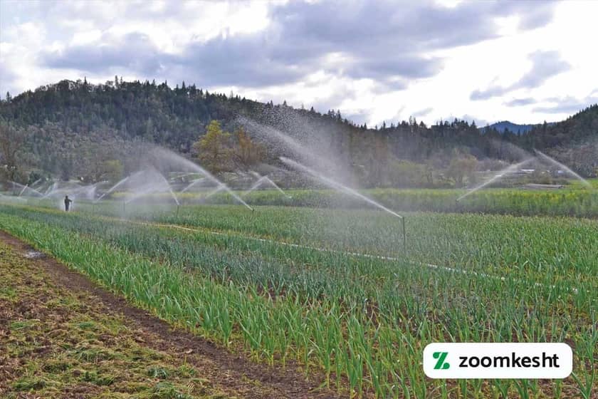 1765998750325-742575288.webp آبیاری سیر