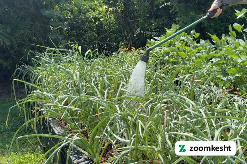 1765998751615-47459900.webp آبیاری سیر