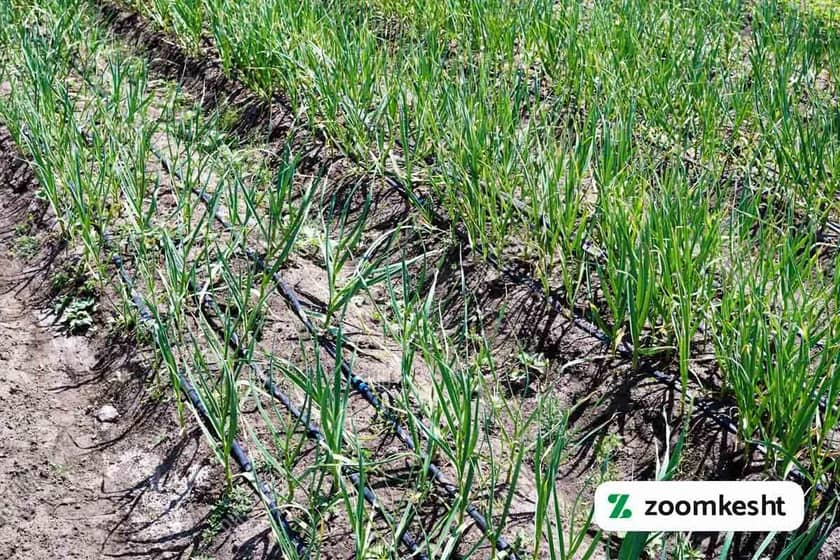 1765998753031-996210373.webp 1765998753031-996210373.webp