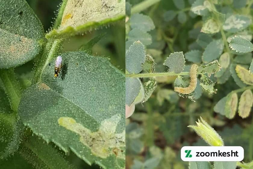 1765998754985-594968727.webp آفات نخود