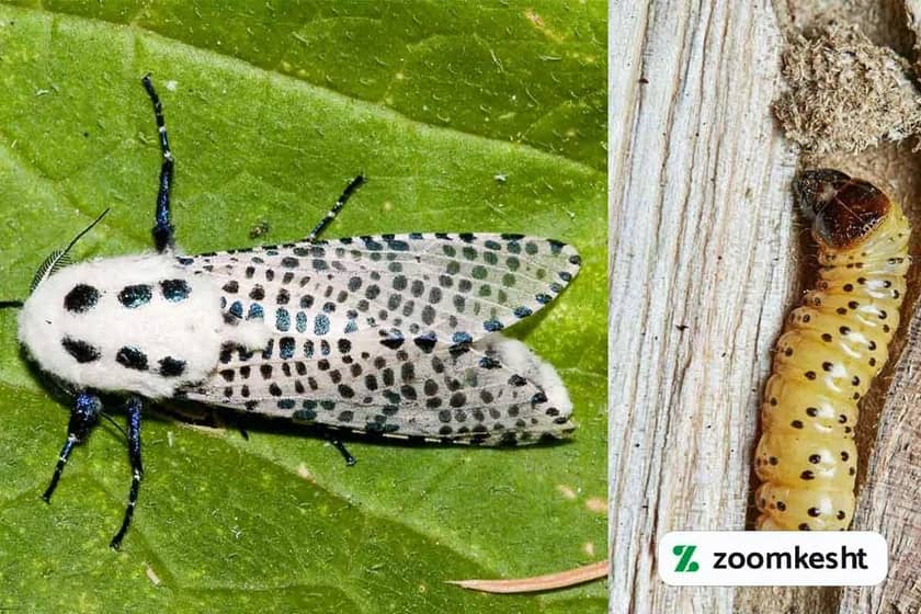 1765998757226-553052296.webp آفت نخود