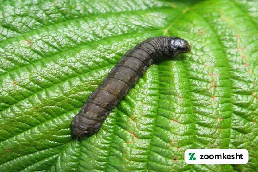 1765998758785-615884964.webp آفت نخود