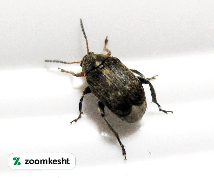 1765998760123-614790625.webp آفت نخود