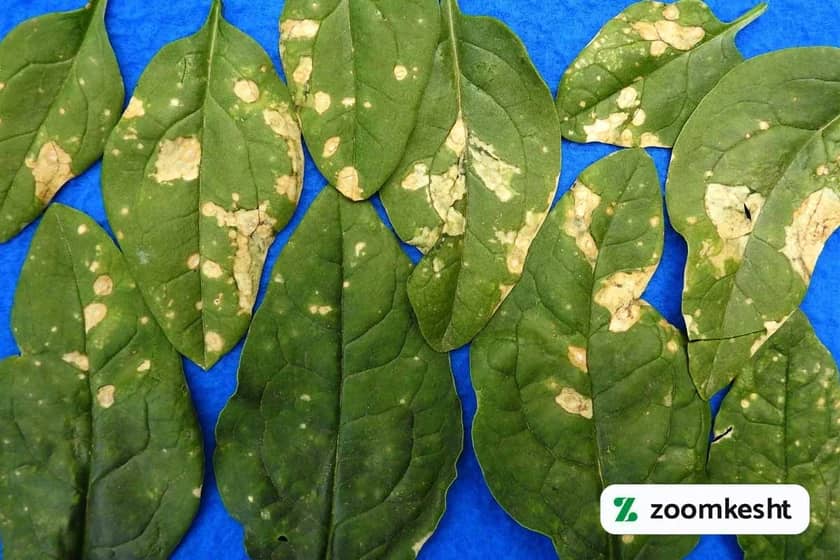 1765998773719-771753375.webp آفت و بیماری اسفناج