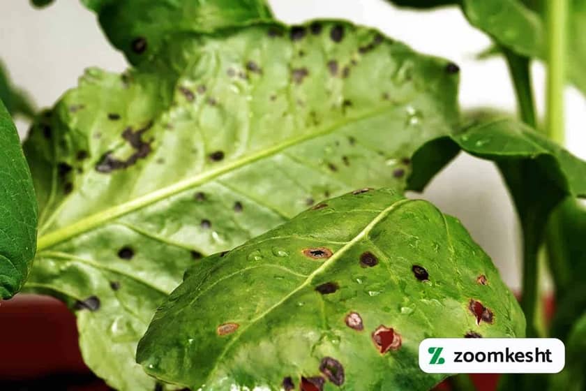 1765998775017-341516770.webp آفت و بیماری اسفناج