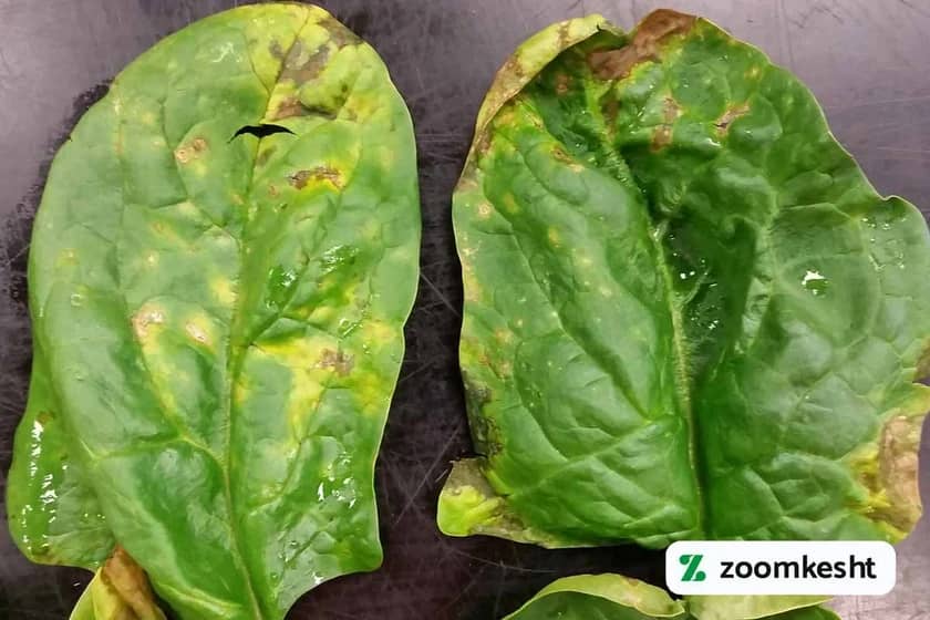 1765998776112-258625009.webp آفات اسفناج