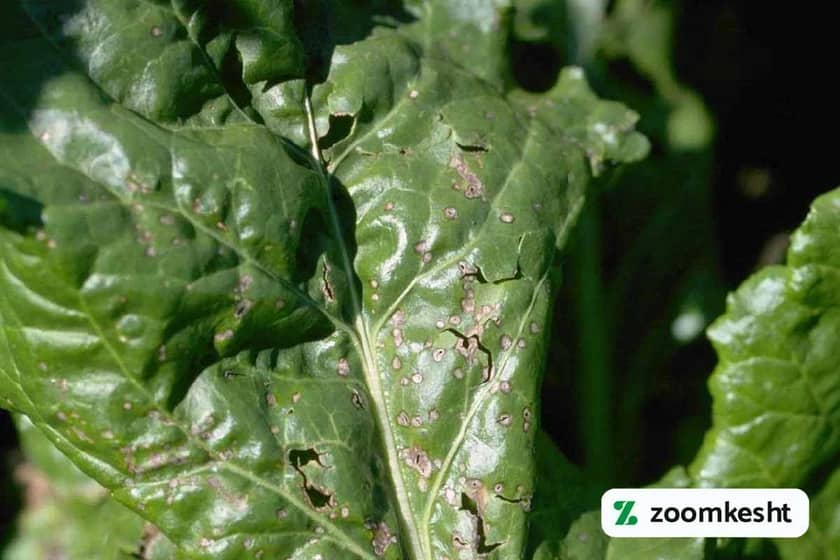 1765998777310-700005728.webp 1765998777310-700005728.webp