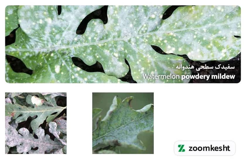 1765998795885-500970594.webp سفیدک سطحی هندوانه