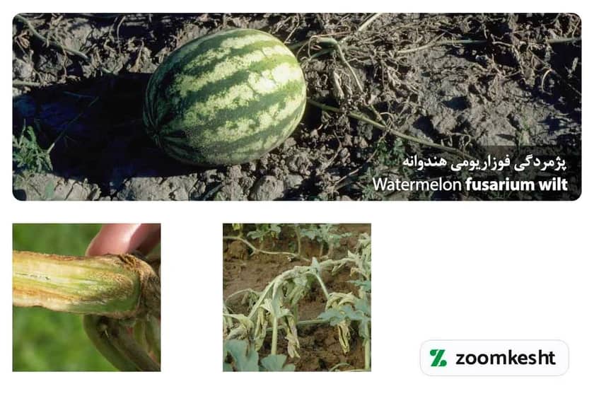 1765998796916-948677003.webp پژمردگی فوزاریومی هندوانه