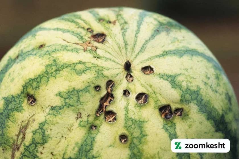 1765998798014-950361551.webp بیماری آنتراکنوز هندوانه